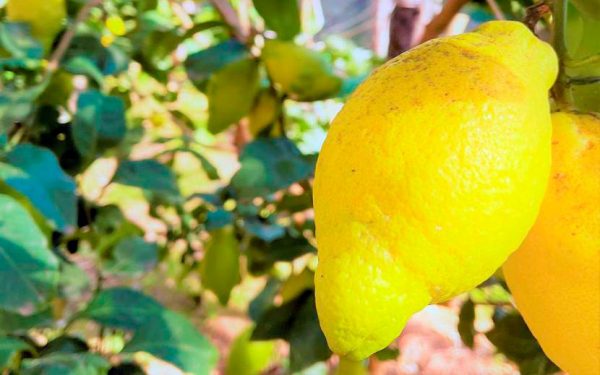 Limoni - immagine 2